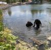 Очищен пруд в парке «Ушковские острова» 