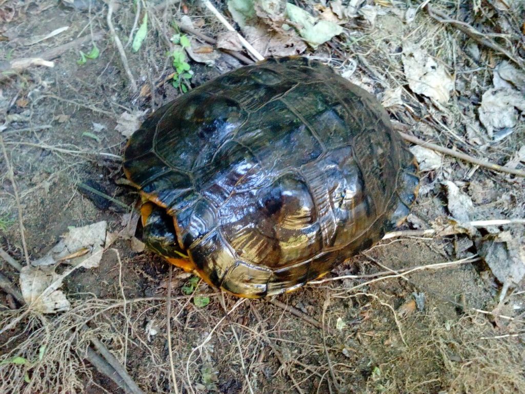 Ловить черепаху. Поймал черепаху. Красноухая черепаха в речке. Черепахи в Татарстане. Красноухая черепаха в реке.